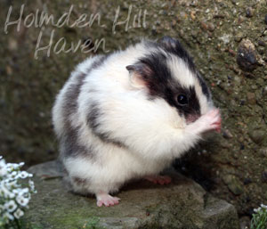 Wisconsin Treasure- Black Tortoiseshell and White (Dominant Spot) Longhaired